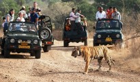 India Wildlife Tours