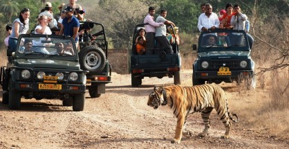 India Wildlife Tours