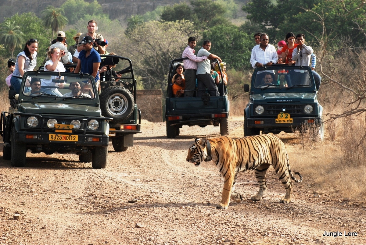 India Wildlife Tours: Diverse Features & Fauna