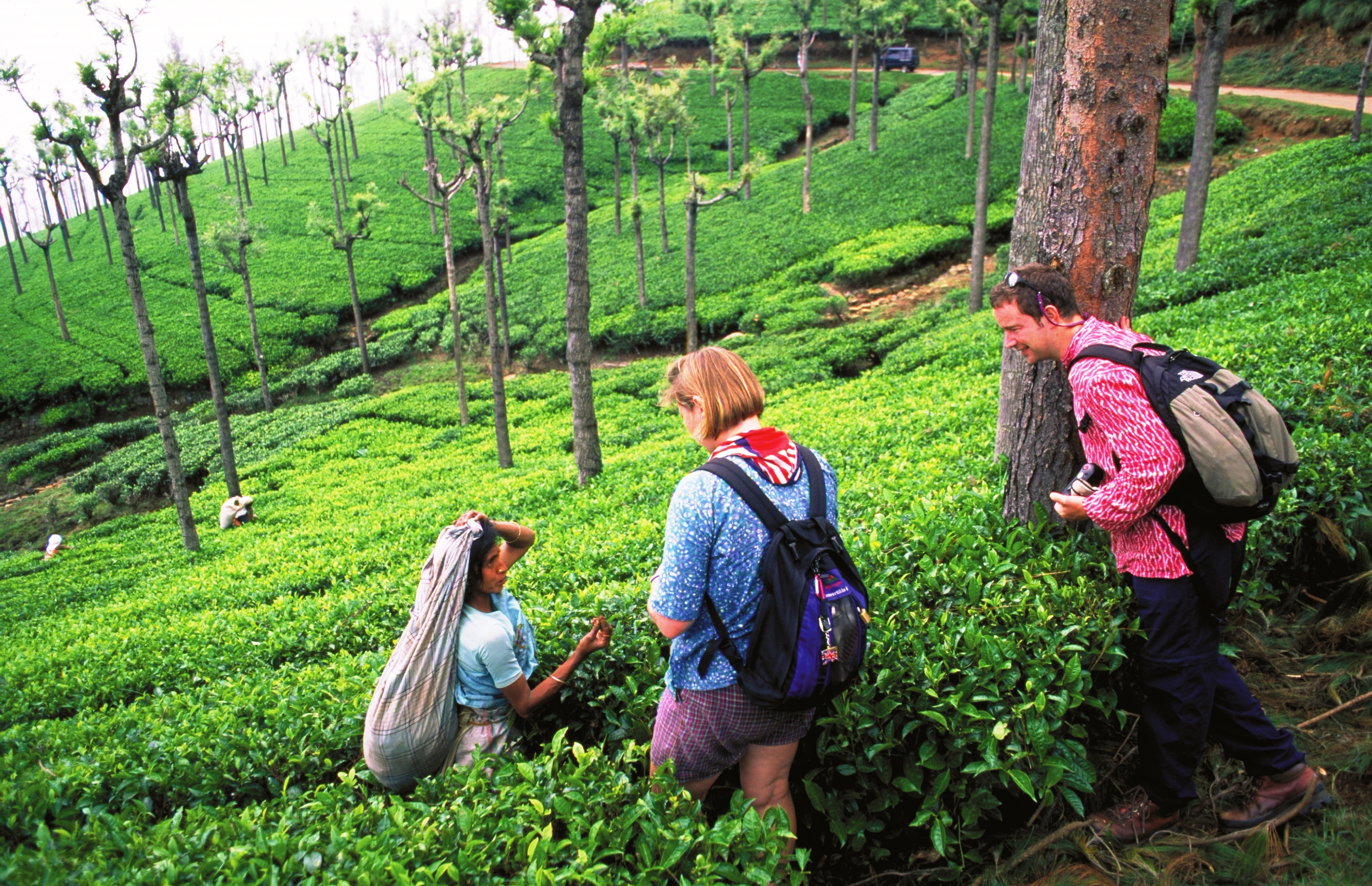 Darjeeling Holidays