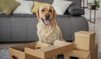 pet relocation services